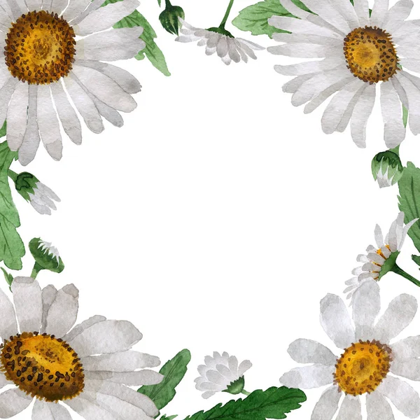 Wildflower kamille bloem frame in een aquarel stijl geïsoleerd. — Stockfoto