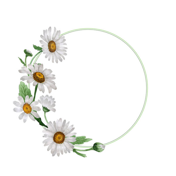 Wildflower chamomile flower frame in a watercolor style isolated.