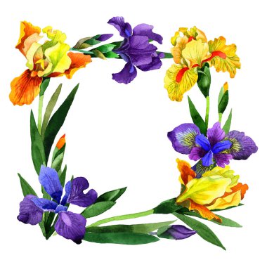 Kır çiçeği Iris çiçek çerçeve izole bir suluboya tarzında.