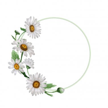 Kır çiçeği papatya çiçek çerçeve izole bir suluboya tarzında.