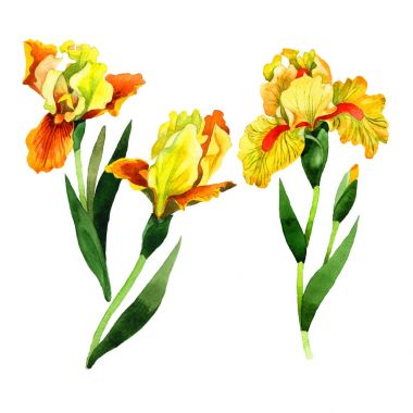 Kır çiçeği Iris çiçek izole bir suluboya tarzında.