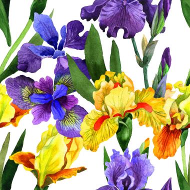 Kır çiçeği Iris çiçek deseni izole bir suluboya tarzında.