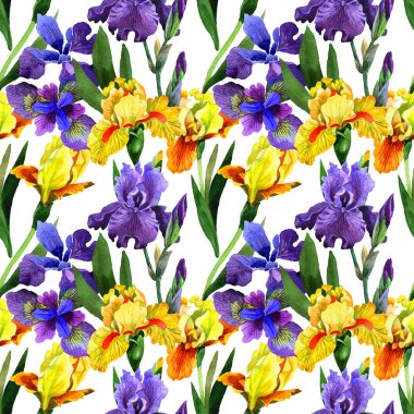 Kır çiçeği Iris çiçek deseni izole bir suluboya tarzında.