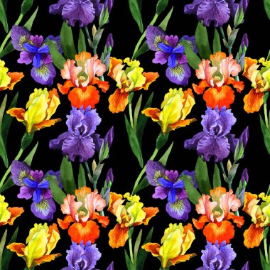 Kır çiçeği Iris çiçek deseni izole bir suluboya tarzında.