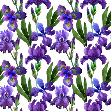 Kır çiçeği Iris çiçek deseni izole bir suluboya tarzında.
