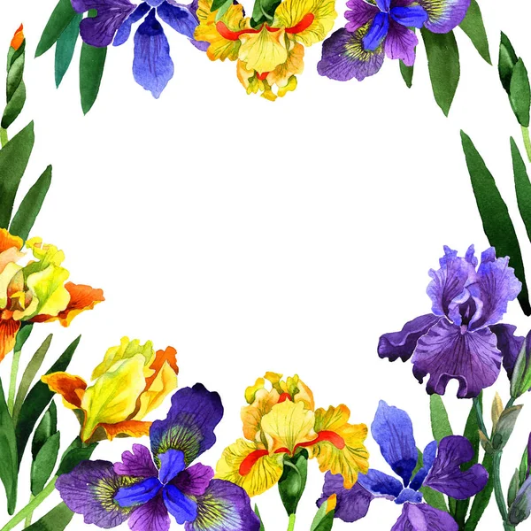 Kır çiçeği Iris çiçek çerçeve izole bir suluboya tarzında. — Stok fotoğraf
