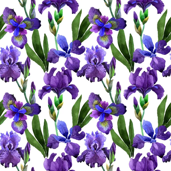 Kır çiçeği Iris çiçek deseni izole bir suluboya tarzında.