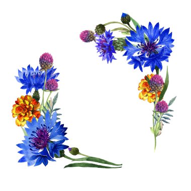 Kır çiçeği karanfil çiçek çerçeve izole bir suluboya tarzında.