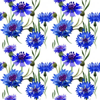 Kır çiçeği karanfil çiçek deseni izole bir suluboya tarzında.