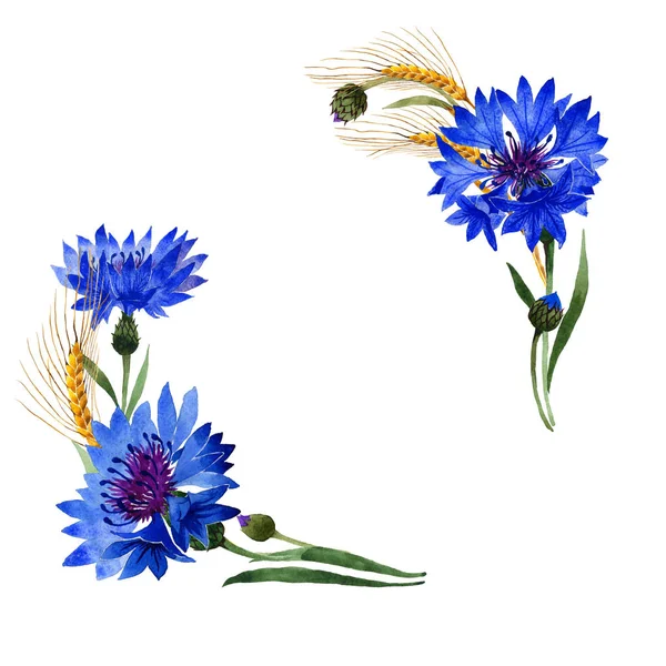 分離された水彩画の野生の花カーネーションの花フレーム. — ストック写真