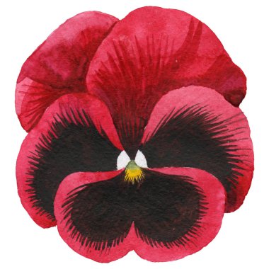 Kır çiçeği viola çiçek izole bir suluboya tarzında.