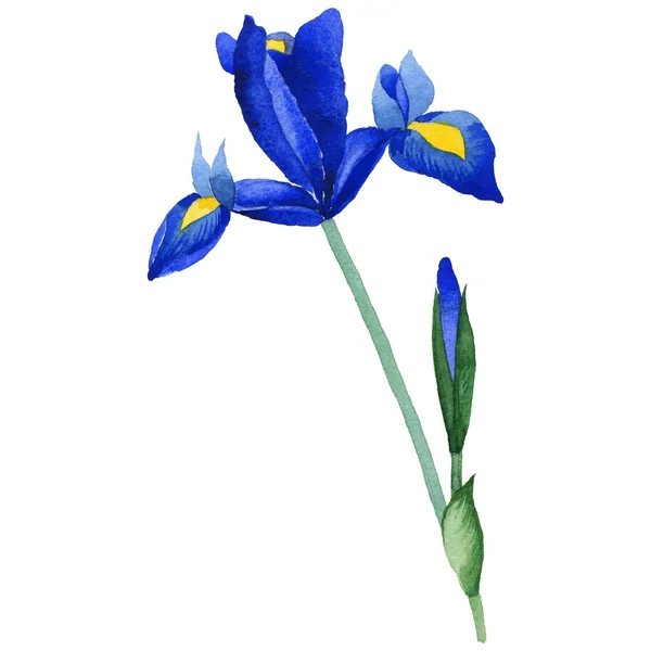 Wildblume Iris Blume in einem Aquarell-Stil isoliert. — Stockfoto