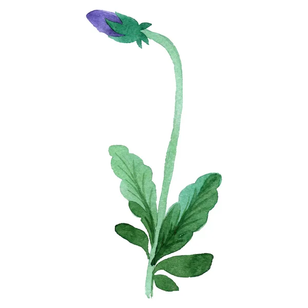 Wildflower viola flower in a watercolor style isolated. — Stock Photo, Image