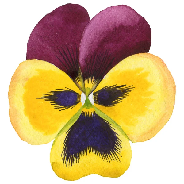 Flor de viola de flor silvestre em um estilo aquarela isolado . — Fotografia de Stock