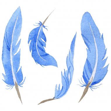 Suluboya kuş tüyü izole kanat üzerinden.