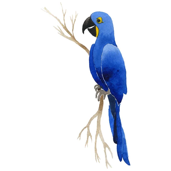 Sky bird parrot macaw in a wildlife by watercolor style isolated. — Stock Photo, Image