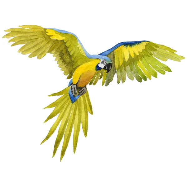 Sky fågel papegoja Ara i ett djurliv av akvarell stil isolerade. — Stockfoto