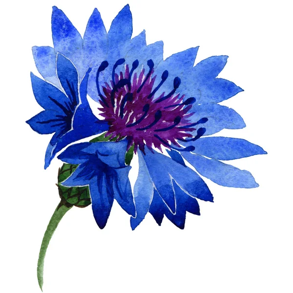 Wildflower obalečem pole květina ve stylu akvarelu, samostatný. — Stock fotografie