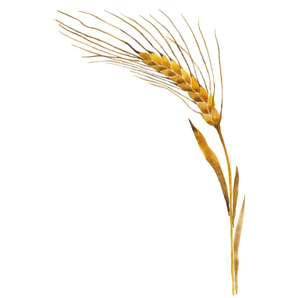 小麦在孤立的水彩风格的野花耳朵. — 图库照片