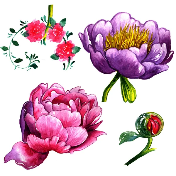 Wildflower peony bloem in een aquarel stijl geïsoleerd. — Stockfoto