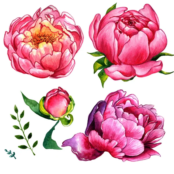 Wildflower peony flower in a watercolor style isolated. — Stock Photo, Image