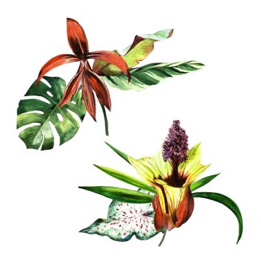 Tropikal Hawaii palmiye ağacı izole bir suluboya tarzında bırakır..