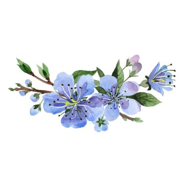 Kır çiçeği kiraz çiçek izole bir suluboya tarzında.