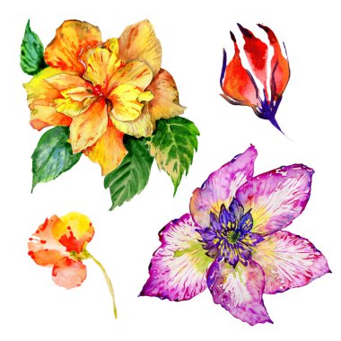 Kır çiçeği hibiscus çiçek izole bir suluboya tarzında.