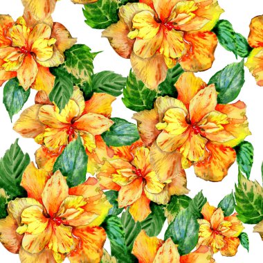 Kır çiçeği hibiscus çiçek deseni izole bir suluboya tarzında.