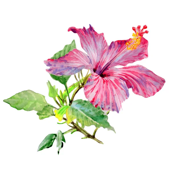 Wildflower hibiscus flower in a watercolor style isolated. — Stock Photo, Image