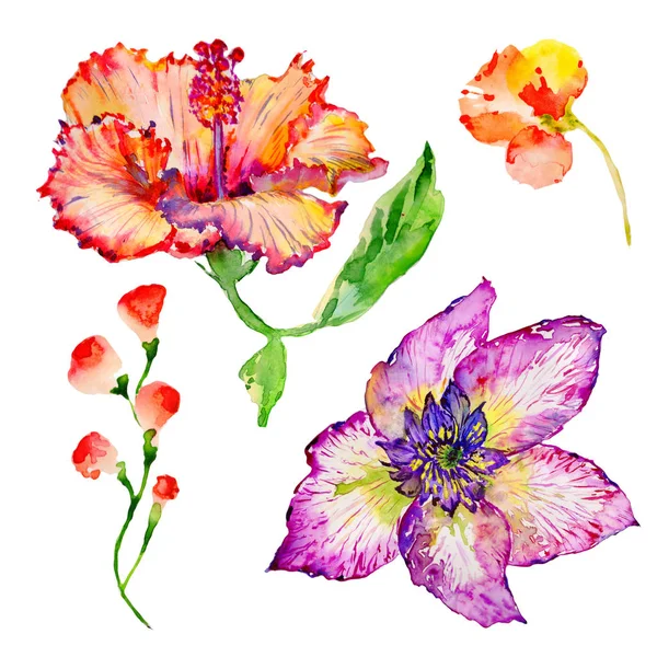 Vadvirág Hibiszkusz virág egy akvarell stílusú elszigetelt. — Stock Fotó