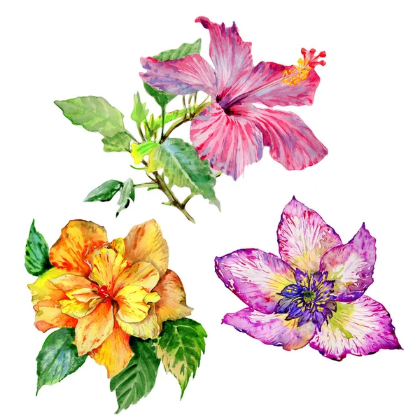 Flor de hibisco de flores silvestres em um estilo aquarela isolado . — Fotografia de Stock