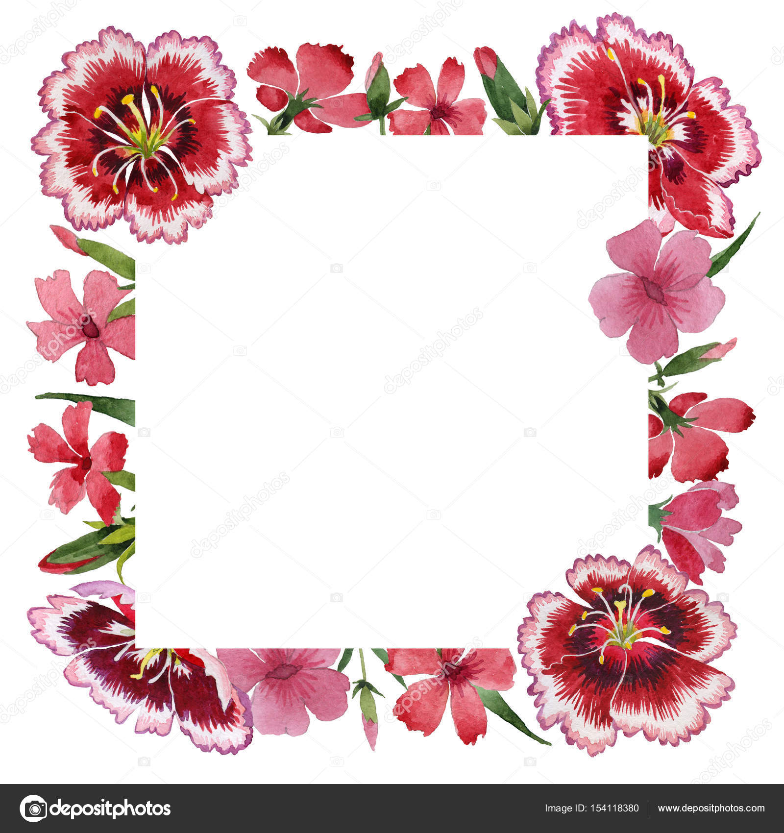 Wildflower carnation flower frame in a watercolor style isolated