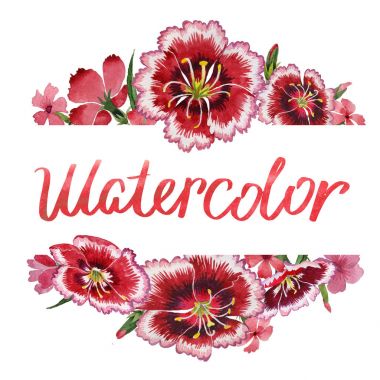 Kır çiçeği karanfil çiçek çerçeve izole bir suluboya tarzında.