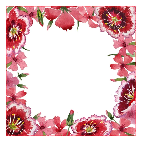 Wildflower carnation bloem frame in een aquarel stijl geïsoleerd. — Stockfoto