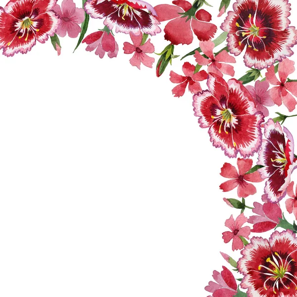 Vadvirág szegfű virág keret elszigetelt akvarell stílusú. — Stock Fotó