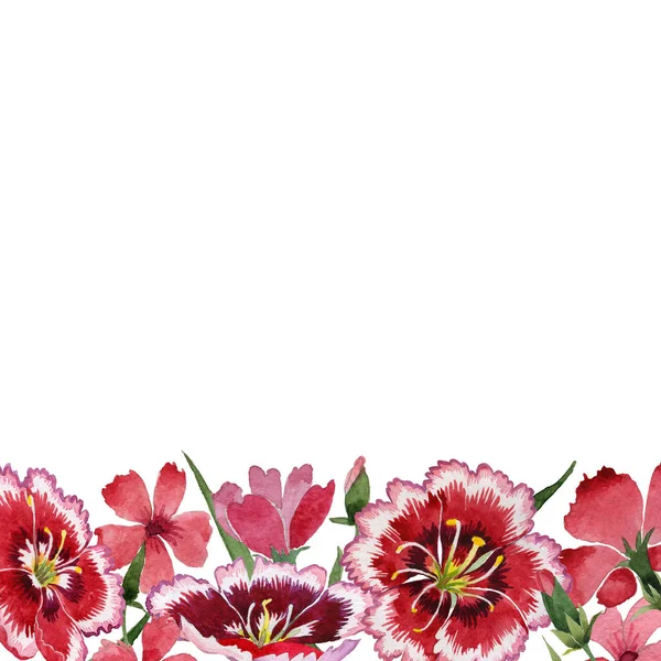 Wildflower carnation bloem frame in een aquarel stijl geïsoleerd. — Stockfoto