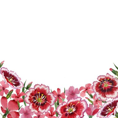 Kır çiçeği karanfil çiçek çerçeve izole bir suluboya tarzında.