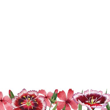 Kır çiçeği karanfil çiçek çerçeve izole bir suluboya tarzında.