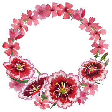 Kır çiçeği karanfil çiçek çelenk izole bir suluboya tarzında.