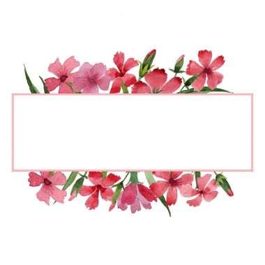 Kır çiçeği karanfil çiçek çerçeve izole bir suluboya tarzında.