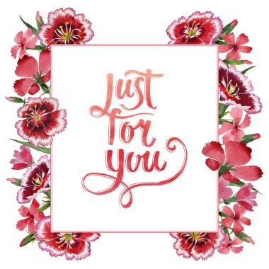 Kır çiçeği karanfil çiçek çerçeve izole bir suluboya tarzında.