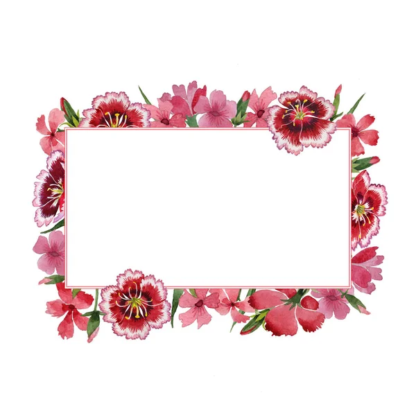 Wildflower carnation bloem frame in een aquarel stijl geïsoleerd. — Stockfoto