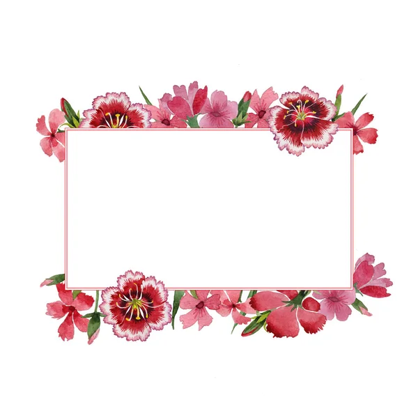 Wildflower carnation bloem frame in een aquarel stijl geïsoleerd. — Stockfoto