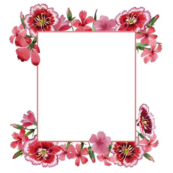 Wildflower carnation bloem frame in een aquarel stijl geïsoleerd. — Stockfoto