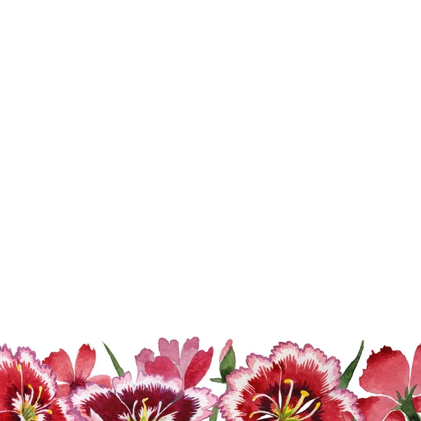 Wildflower λουλούδι γαρίφαλων καρέ σε στυλ υδροχρώματος απομονωμένες. — Φωτογραφία Αρχείου