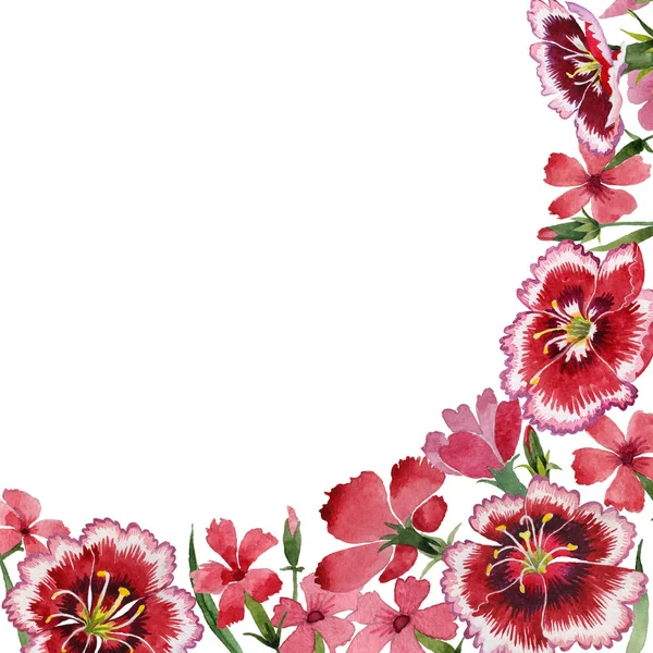Cadre de fleur d'oeillet de fleur sauvage dans un style aquarelle isolé . — Photo