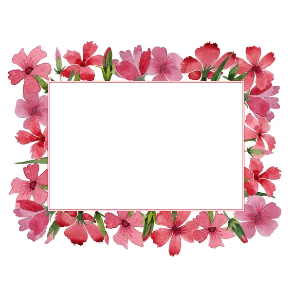 Wildflower carnation bloem frame in een aquarel stijl geïsoleerd. — Stockfoto