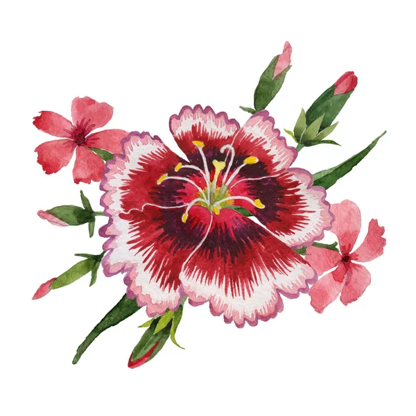 Fiore di garofano di fiori selvatici in uno stile ad acquerello isolato . — Foto Stock