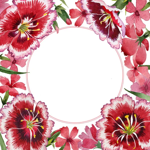 Wildblume Nelkenblütenrahmen in einem Aquarell-Stil isoliert. — Stockfoto